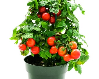 8+ Tiny Tim Tomato seeds, dwarf patio cherry tomatoes + Free GIFT | Organic| Top Seed Bank