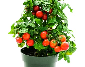 8+ Tiny Tim Tomato seeds, dwarf patio cherry tomatoes + Free GIFT | Organic| Top Seed Bank