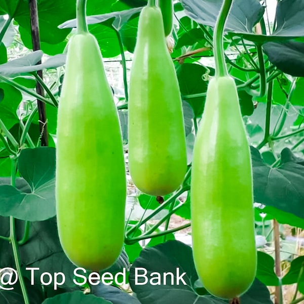 5+ Tai Hoo Gourd seeds, Indian short Bottle Calabash + Free GIFT |Organic| Top Seed Bank