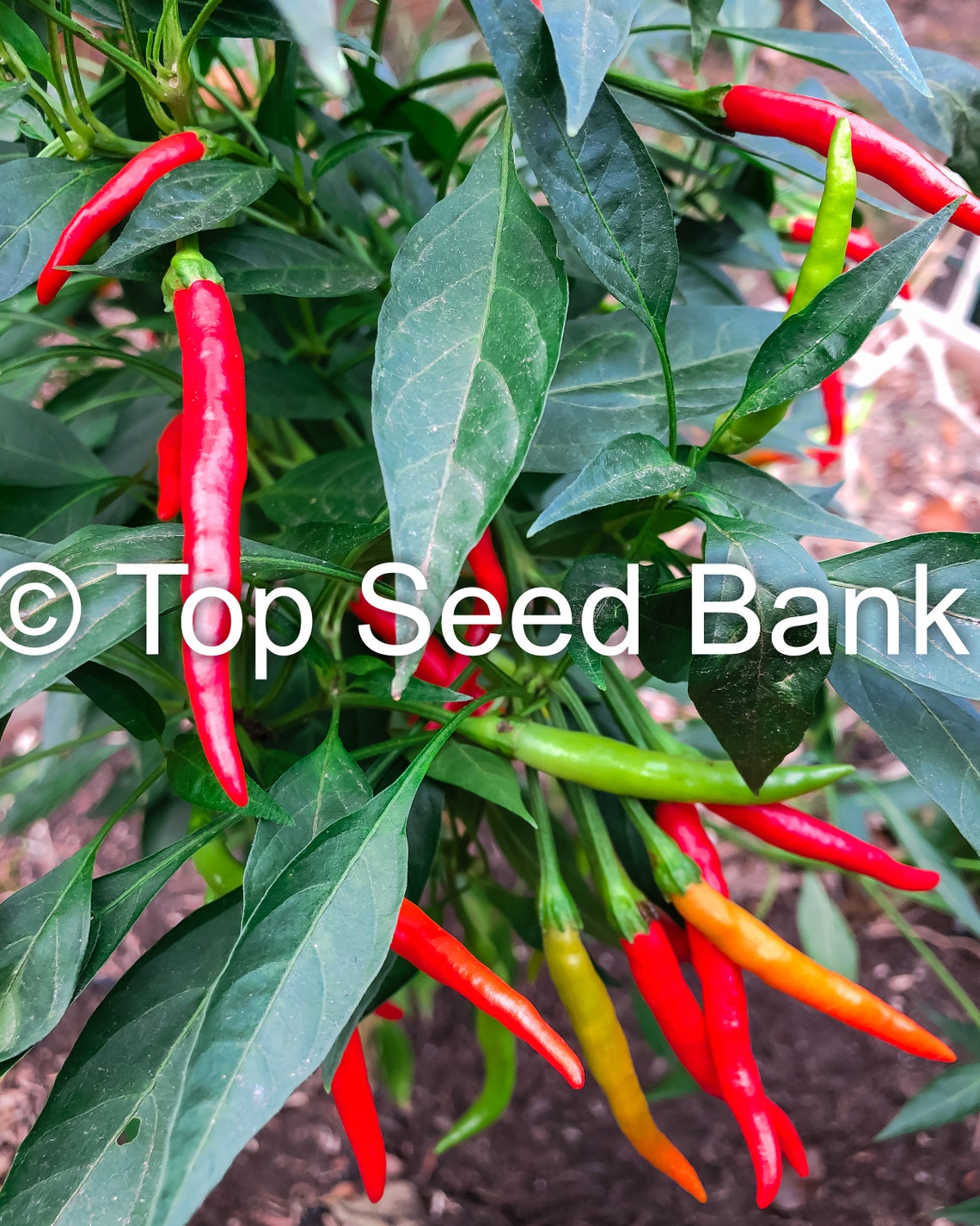 10 Vietnamese Chili Pepper Seeds Ớt Hiểm Bird's Eye Etsy