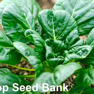 200+ Green Tatsoi seeds, Tat choy, Cải Hoa Hồng, Brassica rapa + Free GIFT | Non-GMO, Organic, Open Pollinated | Top Seed Bank