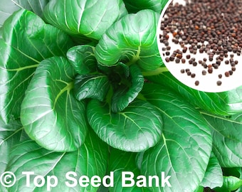 150+ Komatsuna Spinach Mustard seeds, Japanese Leafy Green + Free GIFT | Non-GMO, Heirloom | Top Seed Bank