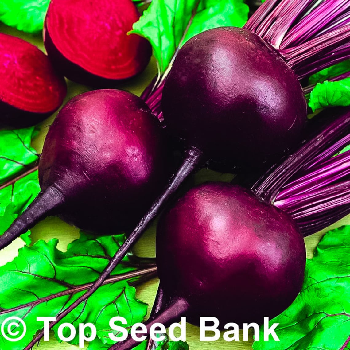 100 Detroit Dark Red Beet Seeds Easy to Grow Free GIFT Etsy