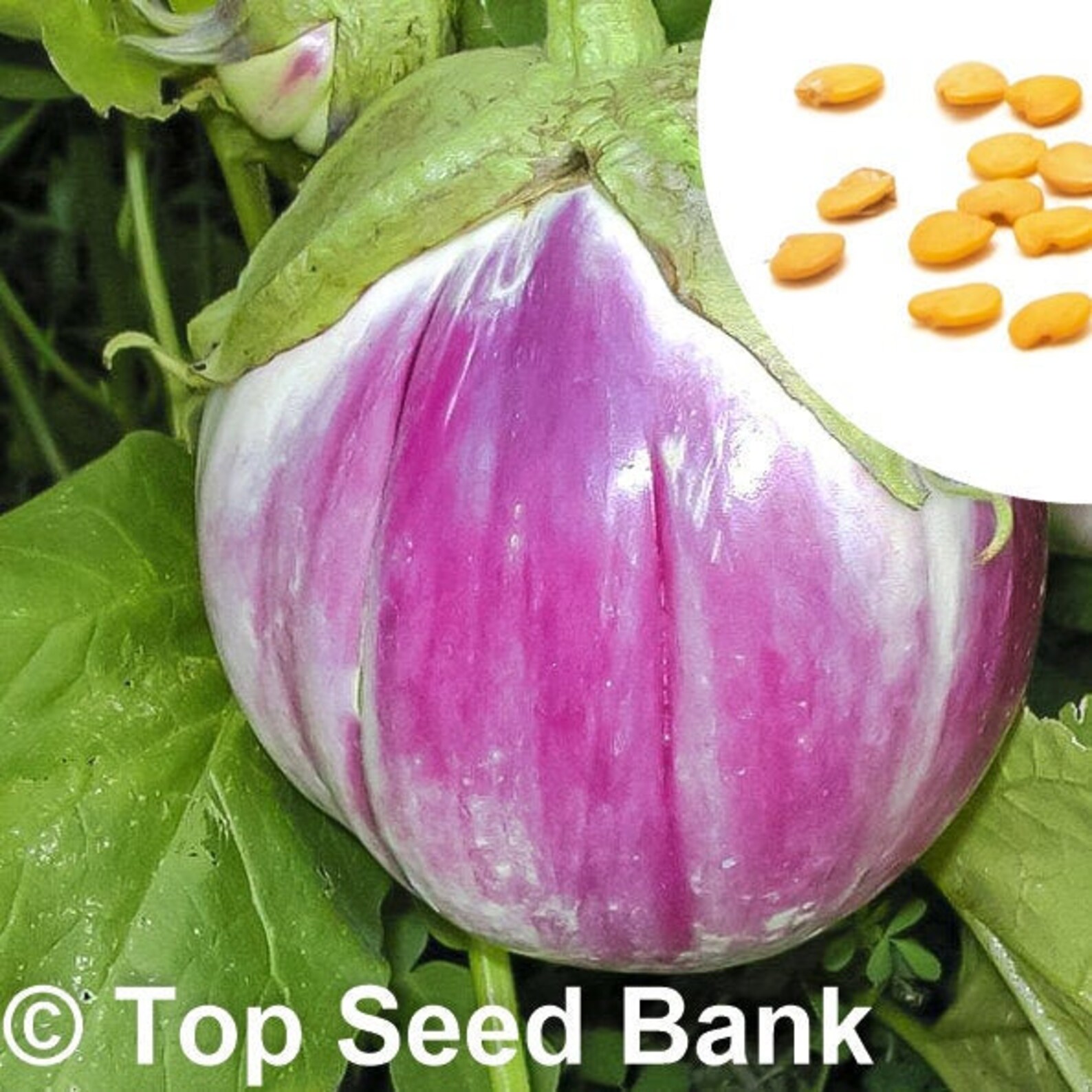 15 Rosa Bianca Eggplant Seeds Italian Heirloom Eggplant Etsy