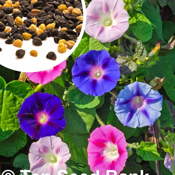 20+ Colorful Blend Morning Glory seeds + Free GIFT | Non-GMO, Heat Tolerant, Deer Resistant | Top Seed Bank