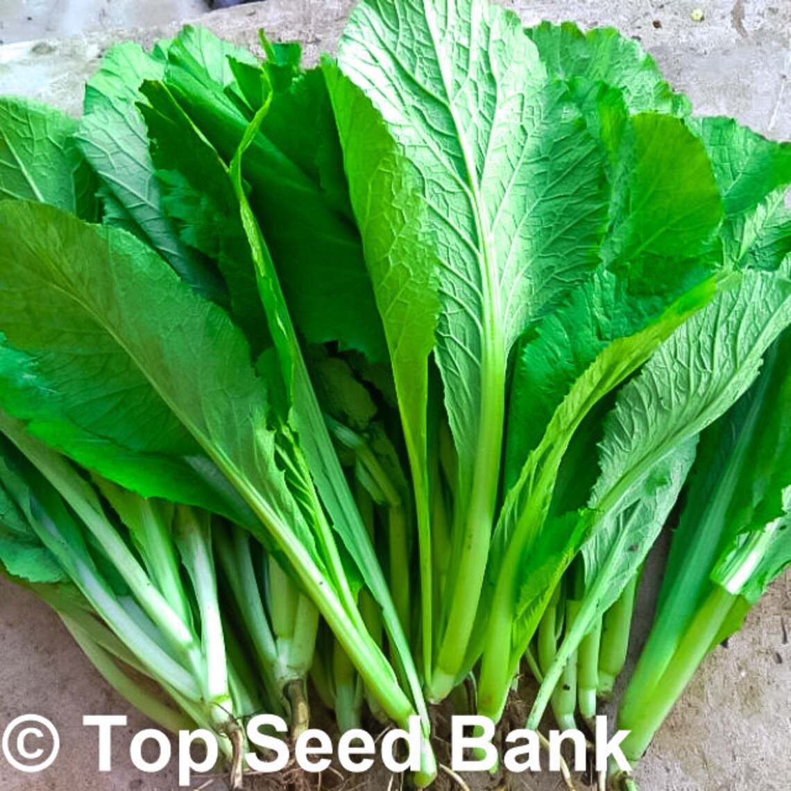 200 Baby mustard green seeds early and easy to grow 30 days Etsy