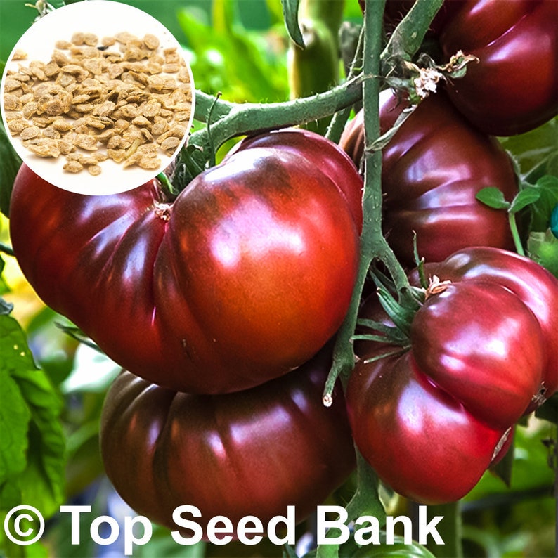 15 Black Krim Tomato Seeds Indeterminate Tomatoes USA Etsy