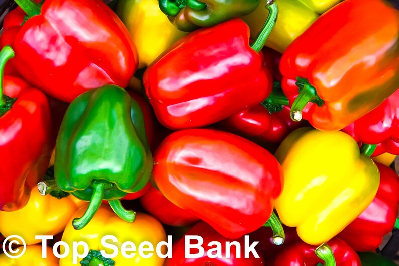 20 Grand Bell Mix Pepper Seeds Colorful Rainbow Blend Free Etsy