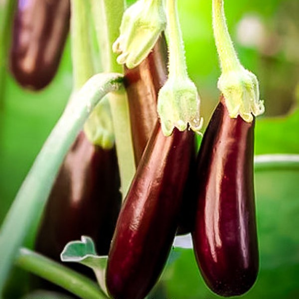 10+ Little fingers eggplant seeds, petite purple cluster fruits + Free GIFT | Heirloom, Organic| Top Seed Bank