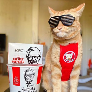 May include: A ginger cat wearing black sunglasses and a red vest with a KFC logo sits on a black table next to a KFC bucket and box. The bucket and box feature the KFC logo and Colonel Sanders's face. The text on the box reads "Enjoy my FRESHLY PREPARED food then hey, free box". The text on the bucket reads "It's finger lickin' good Kentucky Fried Chicken COLONEL SANDERS' ORIGINAL RECIPE".