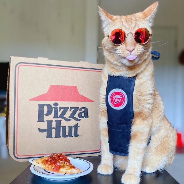 Pizza Cat Etsy