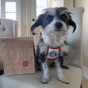 DogDash Apron