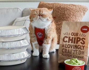 Chipawtle Burrito Cat Apron | Chipotle Parody Pet Costume | Cat Halloween Outfit | Foodie Cat Gift | Small Pet Costume | Cat Mom Gift
