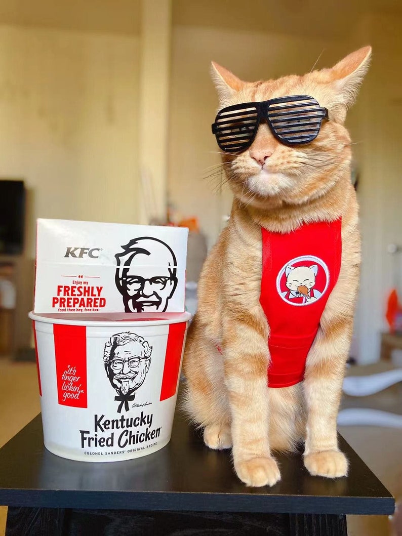 May include: A ginger cat wearing black sunglasses and a red vest with a KFC logo sits on a black table next to a KFC bucket and box. The bucket and box feature the KFC logo and Colonel Sanders's face. The text on the box reads "Enjoy my FRESHLY PREPARED food then hey, free box". The text on the bucket reads "It's finger lickin' good Kentucky Fried Chicken COLONEL SANDERS' ORIGINAL RECIPE".