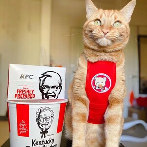 May include: A ginger cat wearing a red vest with a KFC logo and a cartoon chicken holding a drumstick. The cat is sitting on a black surface next to a KFC bucket and a box with the text "Enjoy my FRESHLY PREPARED food then hey, free box." and "it's finger lickin' good" printed on it.