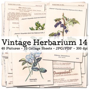 Vintage Herbarium, część 14 | Rośliny, kwiaty, grzyby | karty kolekcjonerskie | Efemerydy lata 30. XX wieku | Zestaw do prowadzenia dziennika śmieciowego | cyfrowy | natychmiastowe pobranie