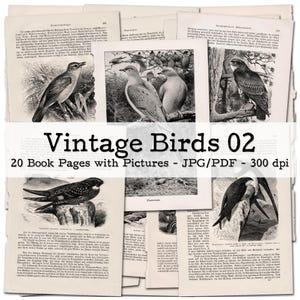 Pages de livres vintage avec de belles illustrations d'oiseaux et du texte, partie 02 | Éphémères des années 1900 | Kit de journal indésirable | numérique | téléchargement instantané