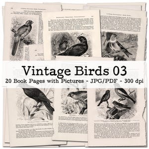 Pages de livres vintage avec de belles illustrations d'oiseaux et du texte, partie 03 | Éphémères des années 1900 | Kit de journal indésirable | numérique | téléchargement instantané