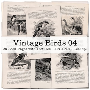 Pages de livres vintage avec de belles illustrations d'oiseaux et du texte, partie 04 | Éphémères des années 1900 | Kit de journal indésirable | numérique | téléchargement instantané