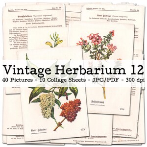 Vintage Herbarium, część 12 | Rośliny, kwiaty, grzyby | karty kolekcjonerskie | Efemerydy lata 30. XX wieku | Zestaw do prowadzenia dziennika śmieciowego | cyfrowy | natychmiastowe pobranie