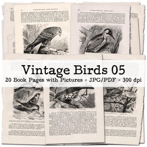 Pages de livres vintage avec de belles illustrations d'oiseaux et du texte, partie 05 | Éphémères des années 1900 | Kit de journal indésirable | numérique | téléchargement instantané