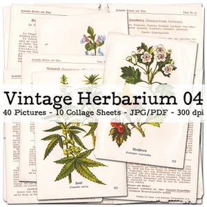Vintage Herbarium, część 04 | Rośliny, kwiaty, grzyby | karty kolekcjonerskie | Efemerydy lata 30. XX wieku | Zestaw do prowadzenia dziennika śmieciowego | cyfrowy | natychmiastowe pobranie