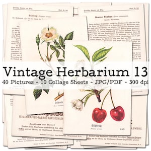 Vintage Herbarium, część 13 | Rośliny, kwiaty, grzyby | karty kolekcjonerskie | Efemerydy lata 30. XX wieku | Zestaw do prowadzenia dziennika śmieciowego | cyfrowy | natychmiastowe pobranie