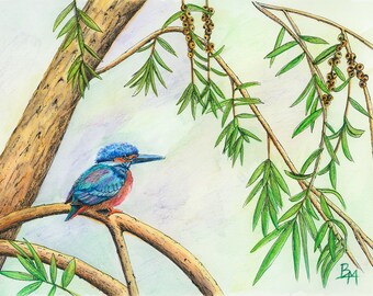 Kingfisher  Print