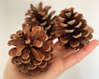All natural pine cone x3