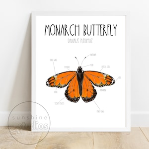 Monarch Butterfly Diagram, Educational Poster, Science, Christmas,  Download, Printable, Insect, Bug, Boy Room, Girl, Homeschool, Classroom