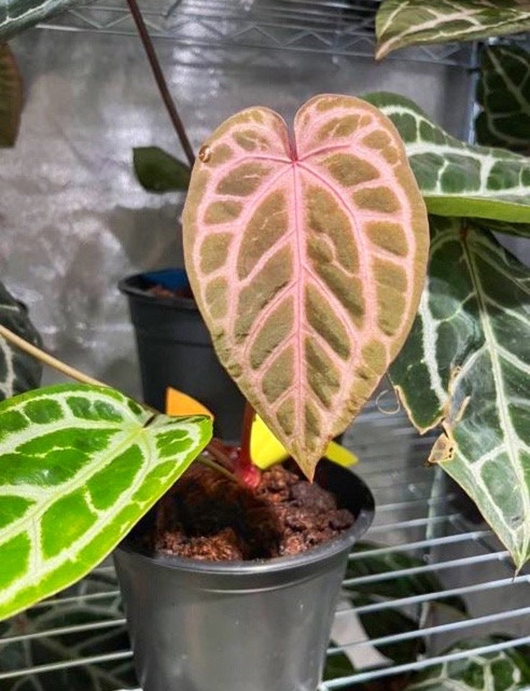 Anthurium SKG Grey X Zara X Michelle Seedling Rare Anthurium Etsy