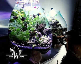 Extra Großes geschmolzenes Glas Aquarium auf Gamal Holz: Aquascape (55 cm) Terrarium Vasen