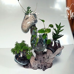 Molten Glasses 4 IN ONE Mini / Vases / Pots / Aquascape  / Roots / Gamal Wood