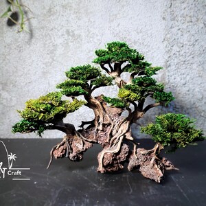 Puede incluir: Un &aacute;rbol bons&aacute;i en miniatura con follaje verde vibrante y un tronco marr&oacute;n texturizado. El &aacute;rbol est&aacute; sobre una superficie oscura contra un fondo gris. Las ra&iacute;ces est&aacute;n expuestas, lo que se suma a la est&eacute;tica natural.
