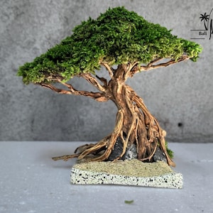 May include: A decorative bonsai tree sculpture featuring a gnarled brown wooden trunk with exposed roots, topped with vibrant green moss foliage. The base is a rectangular speckled white platform with a sandy surface. Text reads Bali Art Craft.