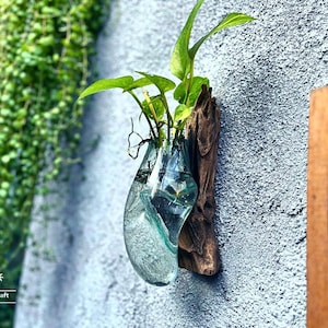May include: A clear glass vase with a unique teardrop shape is mounted on a piece of driftwood. The vase is filled with water and a small green plant. The vase is attached to a gray wall.