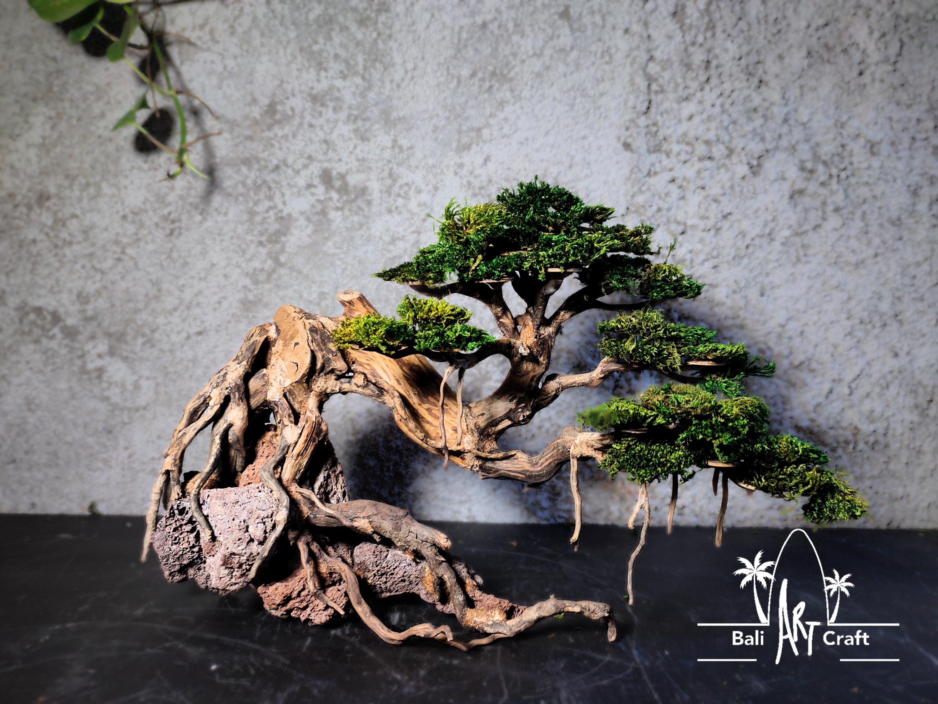 bonsai cupressus macrocarpa Buy Cupressus macrocarpa 'Greenstead Magnificent' Monterey Cypress — Mr  Maple │ Buy Japanese Maple Trees main image 0