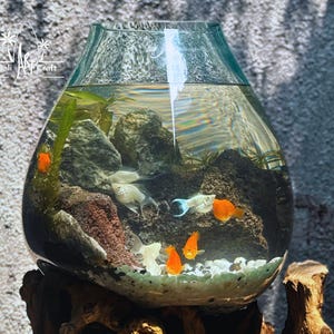 Può includere: Un acquario rotondo di vetro con una tinta verde, riempito di acqua, rocce, piante e pesci arancioni e bianchi. Il serbatoio è posto su una base di legno.