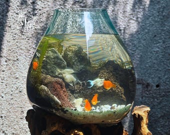 3 Gallonen Mundgeblasenes Glas Aquarium: Rustikale Treibholz Basis, Betta Fisch Tank
