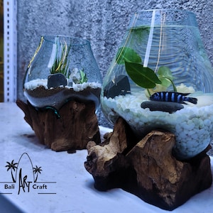 Peut inclure: Deux terrariums en verre avec des plantes et des pierres décoratives, l'un avec un poisson bleu, sur des bases en bois. Les terrariums sont sur une surface blanche avec le texte "Bali Art Craft".