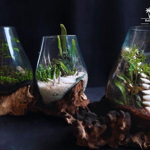 Elegance Rustic Long Blowing Glass on Wood for Terrarium Tank , DIY Planting Material Set, Terrarium Kit