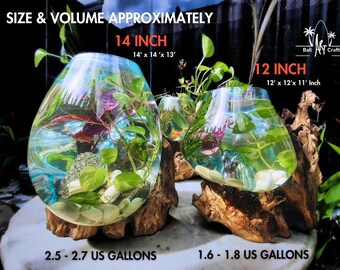 【新入荷】フィッシュボール(天然木ガラス水槽) 2個口 流木付き特大溶融ガラス製ベタ用水槽：バリ風アクアスケープ 12～14