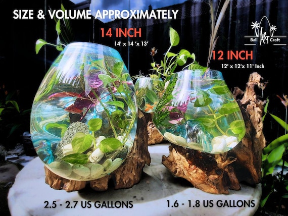 流木付き特大溶融ガラス製ベタ用水槽：バリ風アクアスケープ 12～14