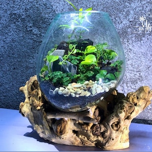 May include: A glass terrarium with a variety of green plants and small white rocks, sitting on a piece of driftwood. The terrarium is round and clear, and the driftwood is brown and weathered.