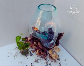 流木付き特大溶融ガラス製ベタ用水槽：バリ風アクアスケープ 12～14
