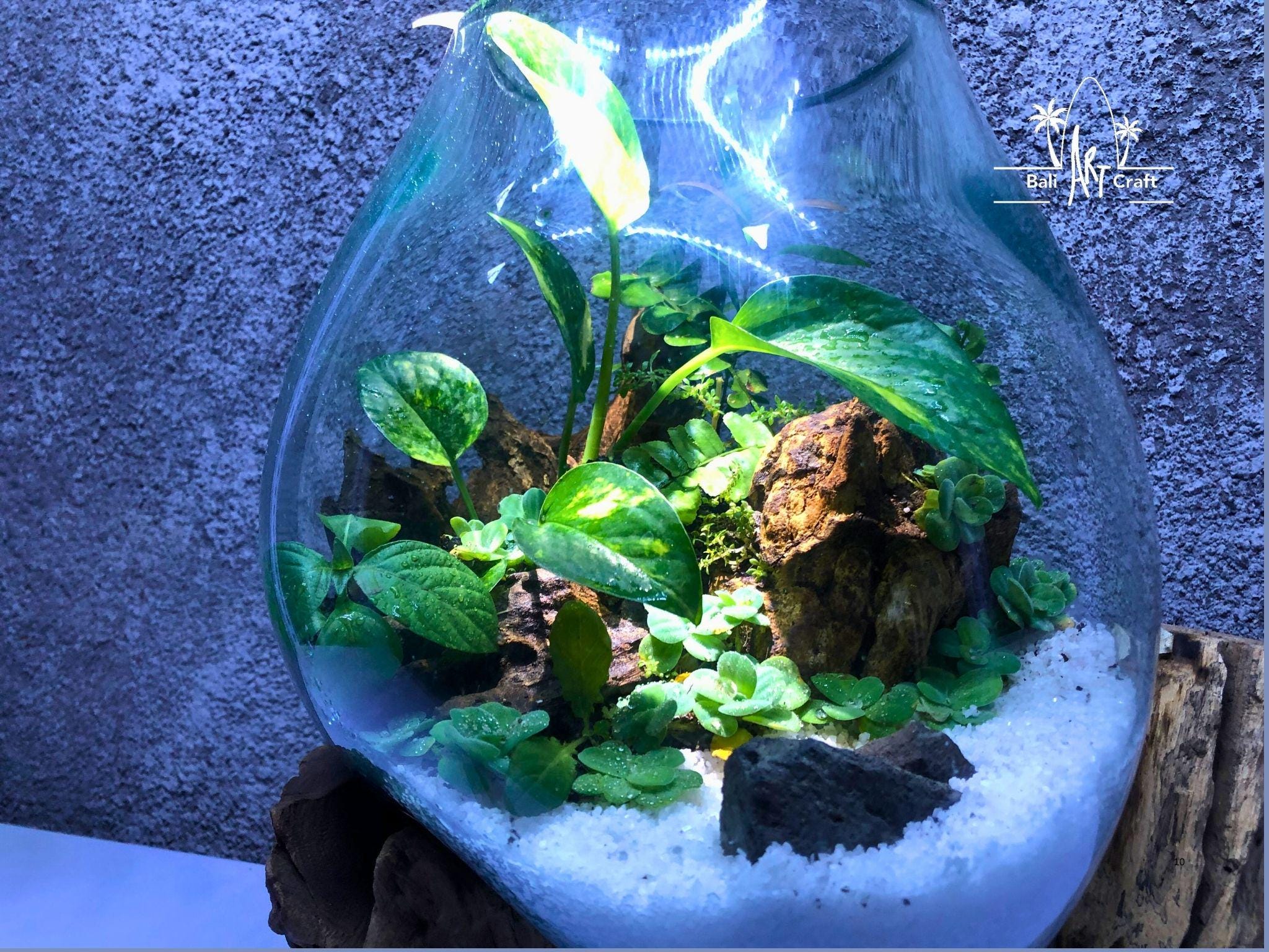 流木付き特大溶融ガラス製ベタ用水槽：バリ風アクアスケープ 12～14