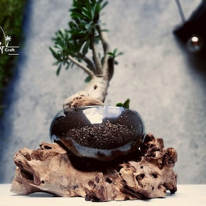 Peut inclure: Une petite plante succulente verte poussant dans une sphère de verre transparente, reposant sur un morceau de bois flotté usé. La plante est en pot dans un sol brun foncé.