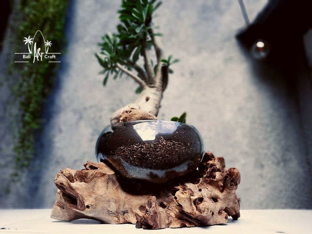 bonsai pommier Malus Everest (Pommier)   Garden Design