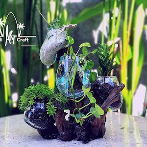 Molten Glasses 4 IN ONE Mini / Vases / Pots / Aquascape  / Roots / Gamal Wood