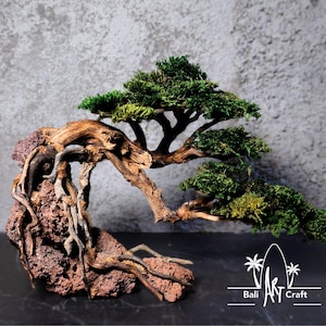 May include: A miniature bonsai tree with a lush green canopy and exposed roots. The tree is mounted on a reddish-brown rock base. The trunk and branches are a light brown color. The image includes the text "Bali Art Craft".